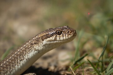 Obraz premium A daytime picture of my serpent that I captured