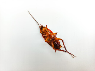 Dead Cockroach on White Background Pest Control Concept
