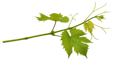 Isolated Fresh Vine Branch