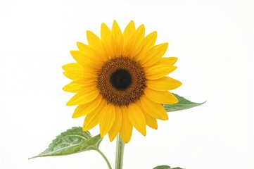 Obraz premium A single sunflower stem displayed against a white background