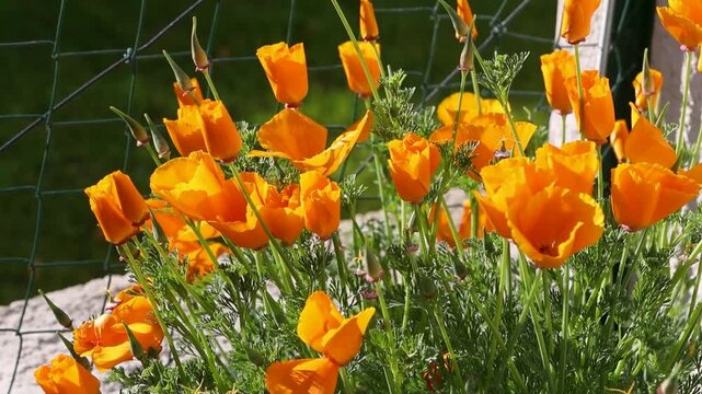 Pavot de Californie (Eschscholzia californica) au soleil dans un jardin, berc&eacute; par le vent. Le pavot de Californie est une plante &agrave; fleurs rouges, orange ou jaunes qui pousse au printemps et en &eacute;t&eacute;. 