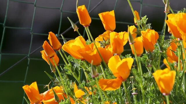 Pavot de Californie (Eschscholzia californica) au soleil dans un jardin, berc&eacute; par le vent. Le pavot de Californie est une plante &agrave; fleurs rouges, orange ou jaunes qui pousse au printemps et en &eacute;t&eacute;. 