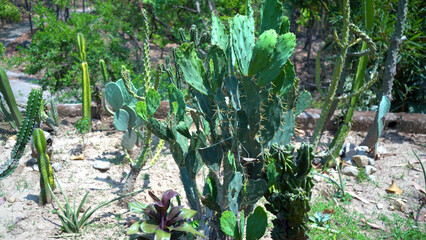 The Unique Charm of Cactus Plants