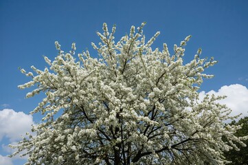 A summer tree covered in white blossoms
