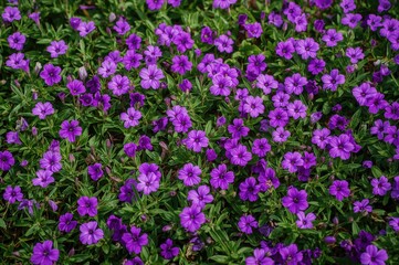 Fototapeta premium A lively display of bright purple blossoms resting on a rich green backdrop, showcasing a bold color contrast