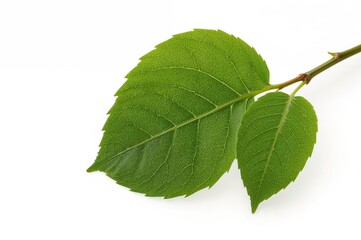 Obraz premium Isolated Anacardium occidentale foliage on a white backdrop