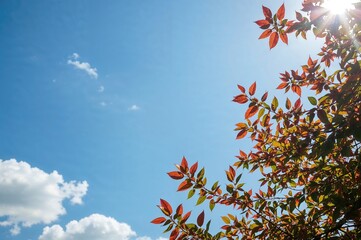 Silhouetted rowan tree branches against a blue summer sky with space for text