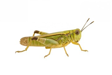 Bright Yellow Grasshopper (Caelifera viridissima) on a Plain White Surface with Room for Text. Insect Motif for Natural History Prints, Animal Conservation Concepts, and Close-Up Photo Art.