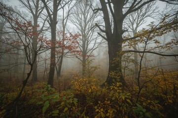 An enigmatic forest shrouded in fog