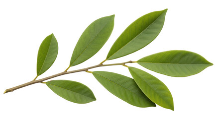 Isolated Branch with Leaves