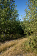 entrance to the mixed forest