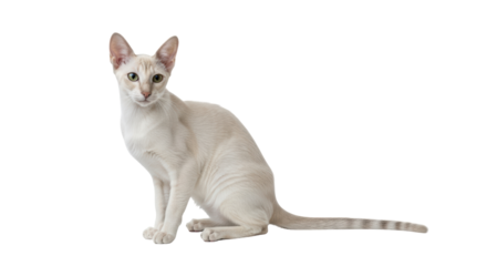 Isolated Light Tan Cat