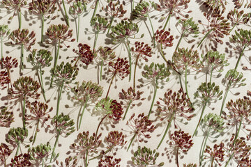 Autumn pattern close up flowering blooms plant dill as pattern, nature umbrella flowers on beige. Aesthetic photo of spicy herb fennel. Natural minimal still life with inflorescences of fennel