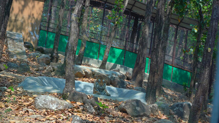 Seated Lion Shows His Power