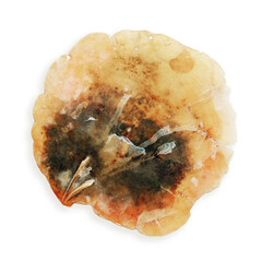 Close-up of Anomia shell object isolated on white background, delicate marine bivalve with...