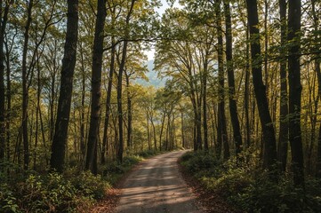 Naklejka premium A trail through forested areas on a highland plateau