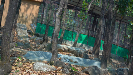 A Stunning View of the Lion