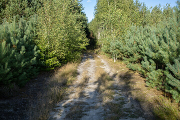 A mixed forest with young pines, birches, and a sand road create a uniquely beautiful landscape