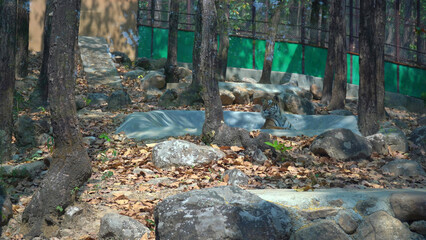 The Lion Path Through the Trees