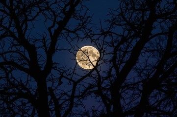 A Crescent Moon Nestled Among Bare Fall Tree Limbs Under a Dusky Blue Sky with an Eerie Halloween Atmosphere