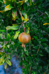 An unripe pomegranate hangs from a branch amidst lush green leaves. Freshness and the bounty of a summer or autumn harvest in a Mediterranean garden. The vibrant colors and natural setting.