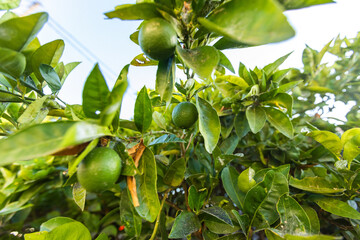 Close-up of unripe green limes hanging on healthy citrus tree branch with vibrant foliage in natural outdoor setting showcasing organic fruit cultivation and sustainable agriculture.