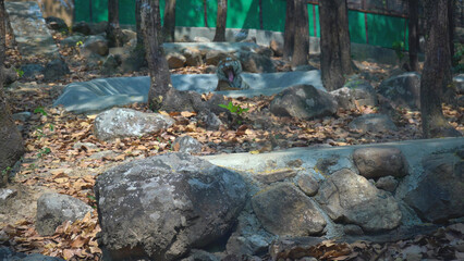 The Lion's Face in Focus