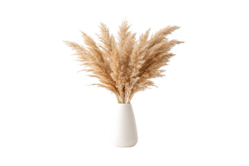 Natural dried pampas grass stems arranged in tall white ceramic vase, isolated on a transparent background