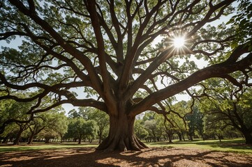 A tall tree with a sturdy brown trunk and many branches, located in a green park area amidst other trees