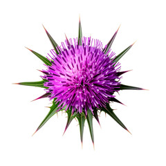 Purple Thistle Flower Blossom With Sharp Thorns Isolated on transparent background
