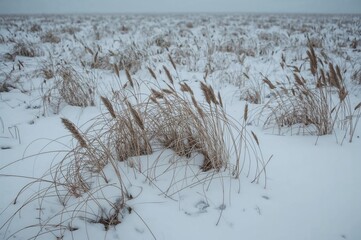 Obraz premium A frost-covered sedge landscape blanketed in white