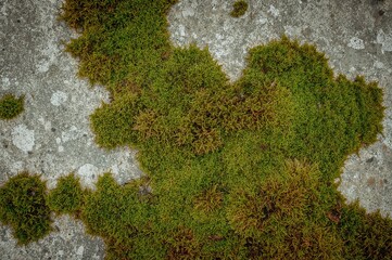 Detailed view of a rough concrete area blanketed with lush green moss exhibiting a plush, velvety feel and patchy growth.