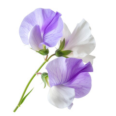 Delicate sweet pea flowers in violet and white shades on transparent background
