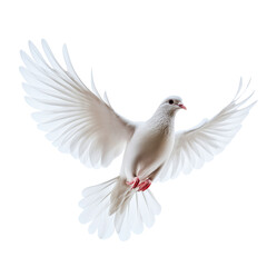  a white dove flying in the air, isolated against a white background.  