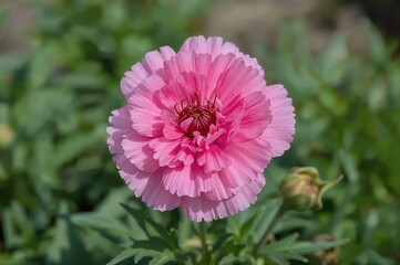 Obraz premium A colorful Dianthus gratianopolitanus blooming, displaying its fragile petals and inherent charm