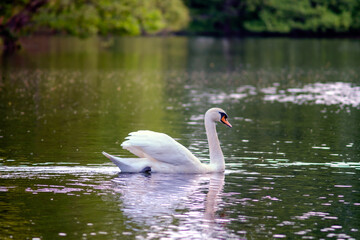 Swan swimming on peaceful lake surrounded by trees