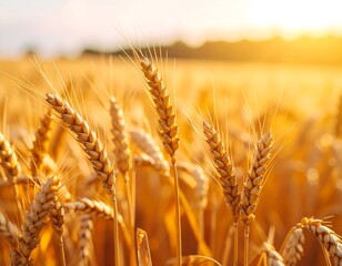 Fototapeta premium Golden wheat field bathed in sunset light