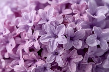 Fototapeta premium Delicate pastel floral backdrop featuring gentle lilac blossoms