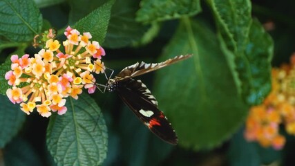 Close up of a postman long wing butterfly sitting on  a flower collecting nectar on a sunny spring day