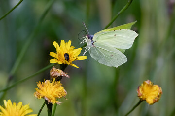 Brimstone Butterfly