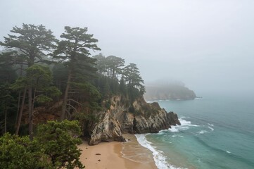 A cluster of cedar trees clings to rocky cliffs overlooking a misty shoreline.