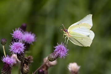 Brimstone Butterfly