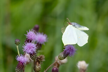 Brimstone Butterfly