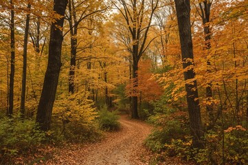 Fototapeta premium A charming woodland scene