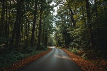 Naklejka premium A curving trail amidst a dense cluster of towering trees