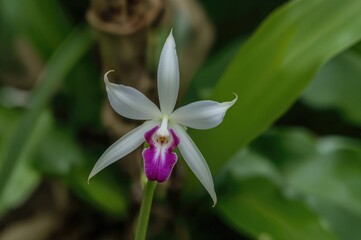 Obraz premium Scorpion Orchid, Arachnis Species, Arachnis Flos-Aeris Variety, Orchid Flower