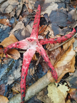 Clathrus archeri (devil&rsquo;s fingers) emerging among wet leaves &mdash; weird red stinkhorn