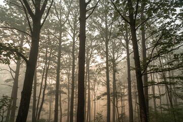 Naklejka premium Fog envelops a cluster of broadleaf trees in the woods