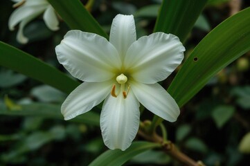 Fototapeta premium Coelogyne: A genus of 594 sympodial epiphytic orchids from the Orchidaceae family found in diverse regions