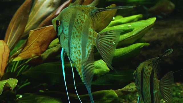 Close up of a freshwater angelfish floating around water plants underwater